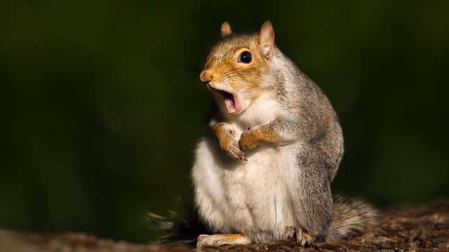 Image for article titled Snack-addicted squirrel adorably terrorizes Seattle playground