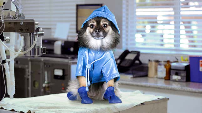 Image for article titled Dog Annoyed Vet Weighing Her With Jacket And Boots Still On