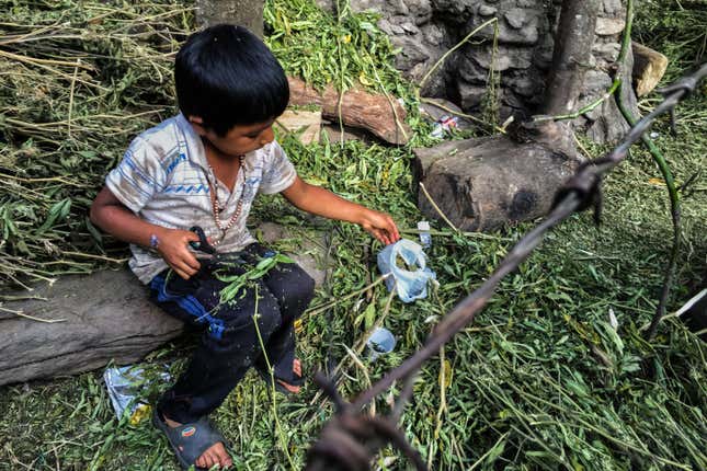 Children are also enlisted to help out.