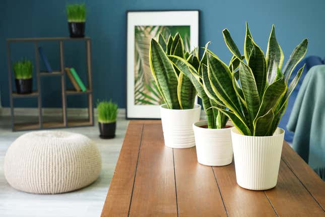 Image for article titled The Best Low-Maintenance Houseplants to Spruce up Your Space