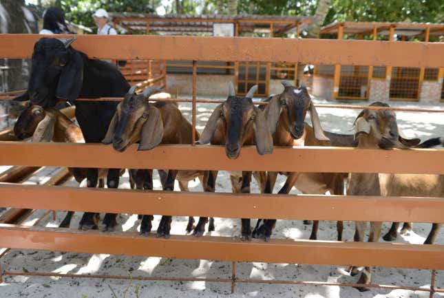 Goats at a farm in Itu Aba.