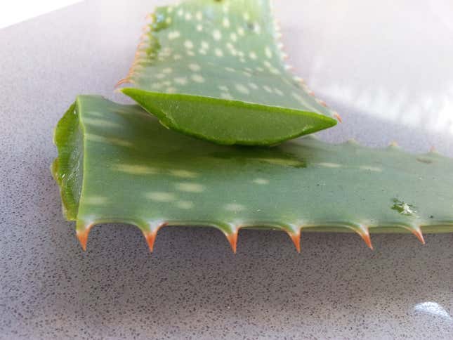 A cut out of an aloe vera leaf, showing the green, gooey substance within and the spines without.