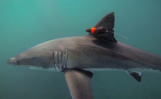 Imagen para el artículo titulado Una cámara sobre un tiburón blanco graba las primeras imágenes de este depredador de caza en las profundidades