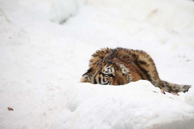 A Siberian tiger cub lies in the snow.