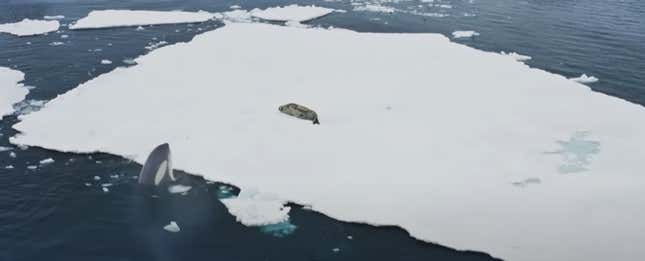 Imagen para el artículo titulado La BBC captura una extraña técnica de caza de las orcas para atrapar a sus presas