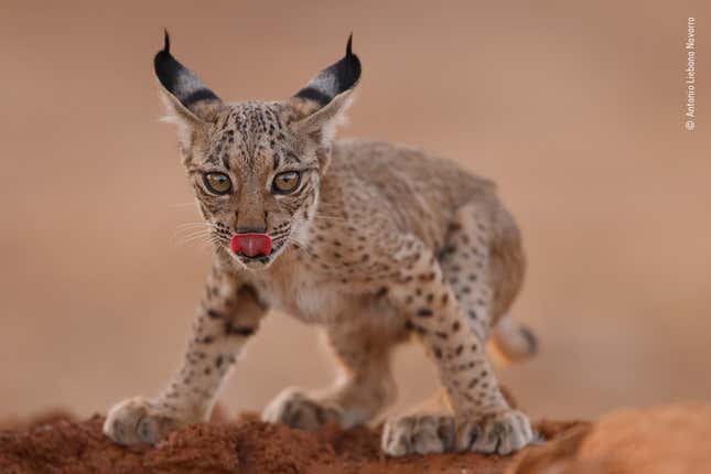 Image for article titled Here Are the 25 Most Jaw-Dropping Wildlife Photos of 2021
