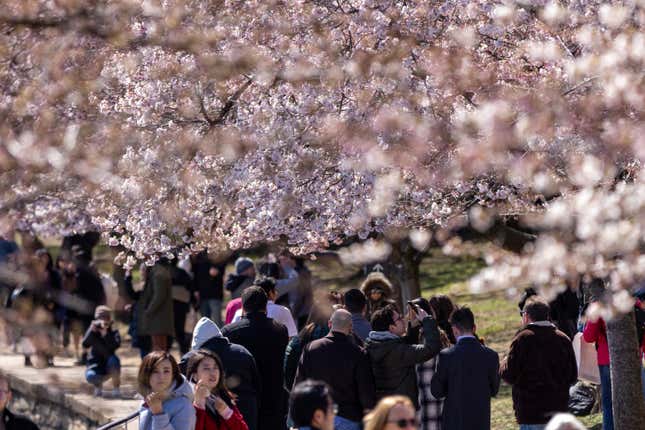 Photo of people beneath cherry blossom trees