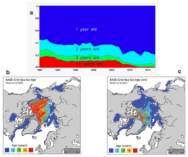 Thicker, more stable sea ice that lasts multiple years without thawing is becoming scarce in the Arctic.