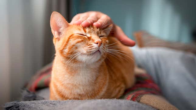 Image for article titled Things All Cats Do That Prove They Are Psychopaths