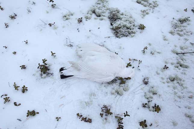 Image for article titled Photos: The gorgeous simplicity of life as a Siberian nomad