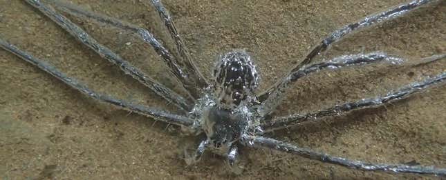Imagen para el artículo titulado Esta araña tiene un “poder” único: permanecer bajo el agua más de 30 minutos