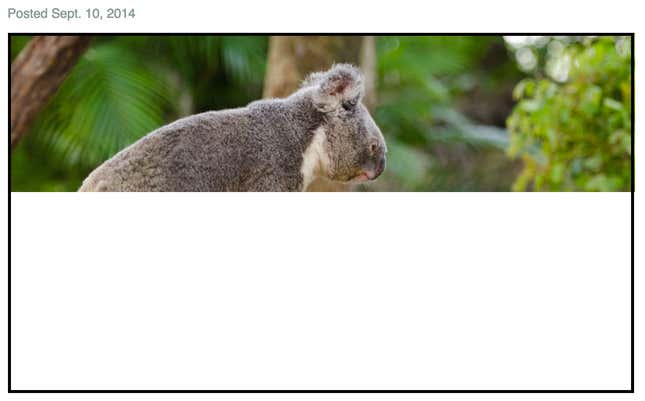 Half-loaded koala