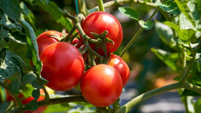 ripe tomatoes on a plant in garden