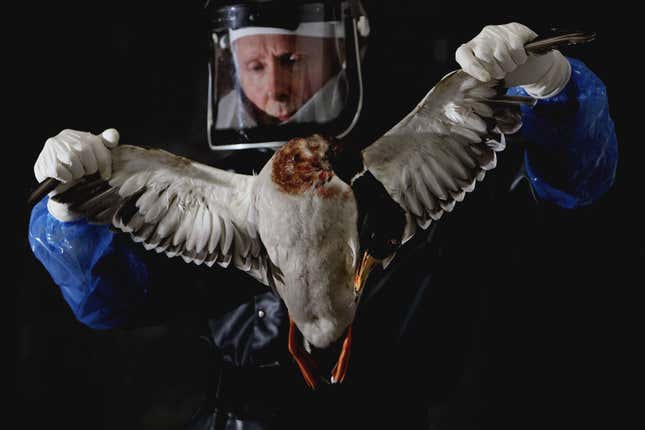 A man with a visor and  protective gear holds a bird