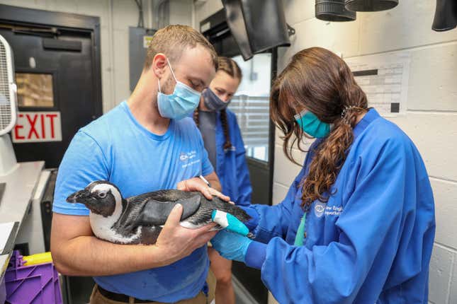 New England Aquarium staff treat Beach Donkey’s feet. 
