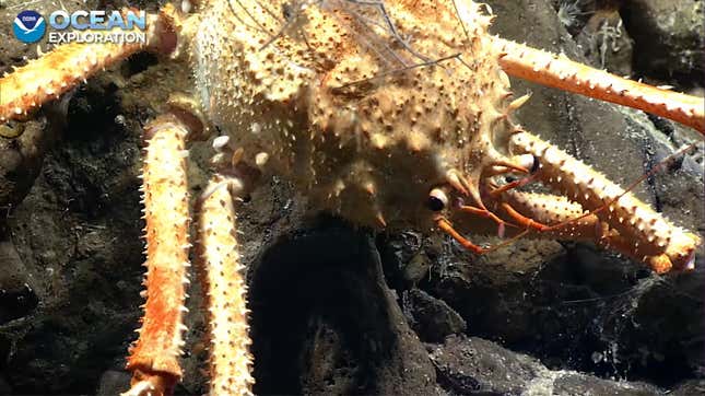 close up of crab