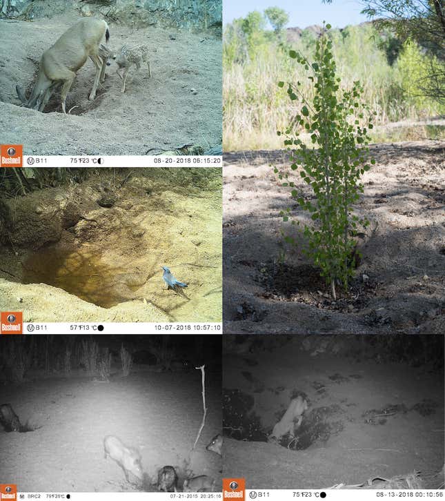 Numerosas especies utilizan pozos de équidos. Esto incluye ciervos bura (arriba a la izquierda), arrendajos (centro a la izquierda), jabalíes (abajo a la izquierda), álamos (arriba a la derecha) y gatos monteses (abajo a la derecha)