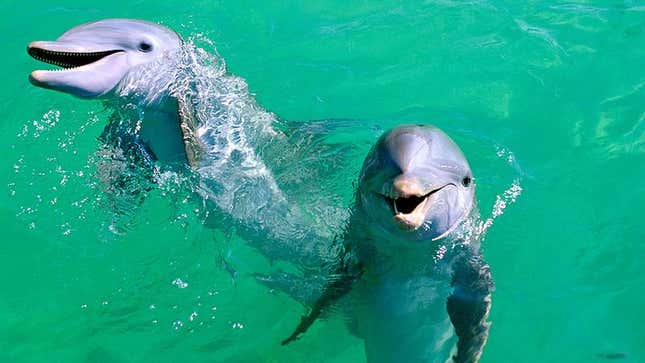 Two supposedly intelligent, perceptive marine mammals.