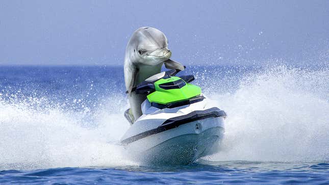 Image for article titled Scientists Find Dolphins Only Other Mammals That Jet-Ski For Pleasure