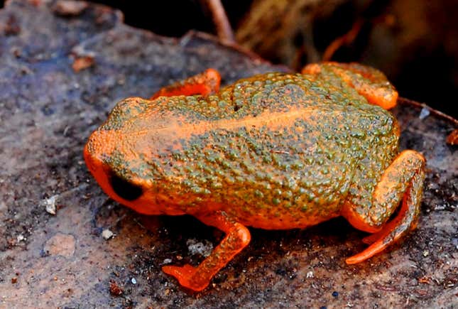 Brachycephalus verrucosus.