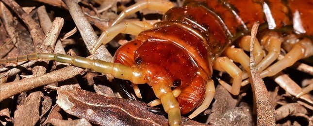 Ciempiés gigante