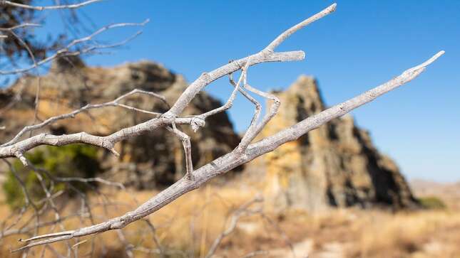 Imagen para el artículo titulado ¿Ves el animal en esta foto?