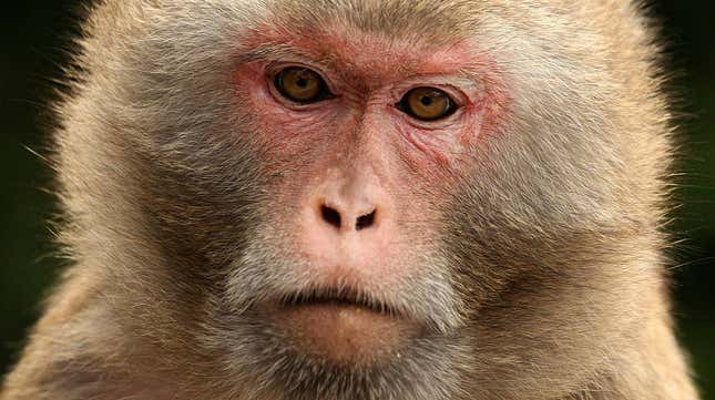 Rhesus macaque monkey. 