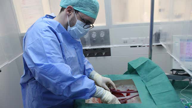 A surgeon connecting the donor liver to the perfusion machine.