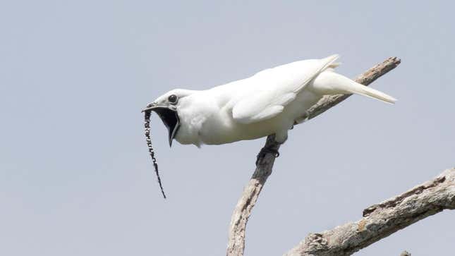 The white bellbird.
