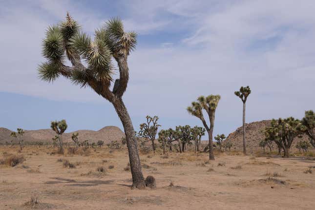 Joshua trees (Yucca brevifolia) stand in Joshua Tree National Park on July 23, 2021