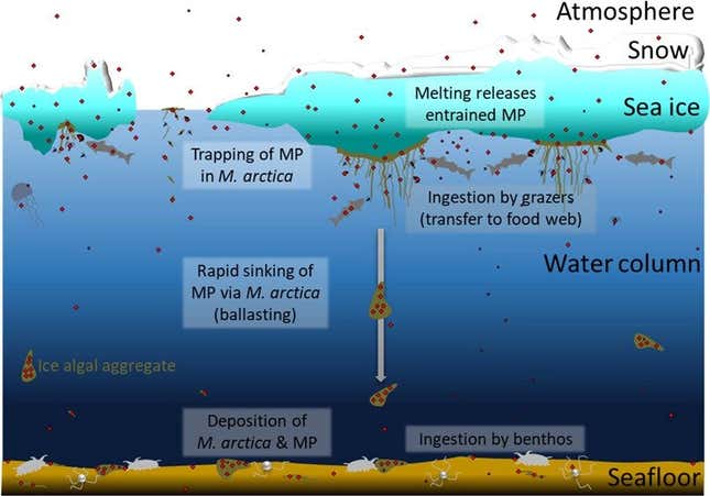 Graphic of marine environment