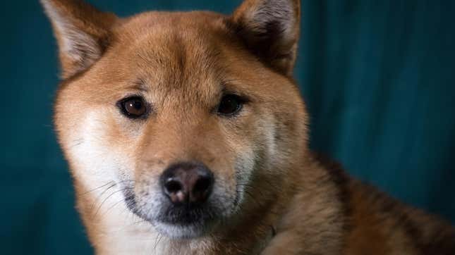 A shiba inu, which has the “dominant yellow” coat phenotype described in the new research.