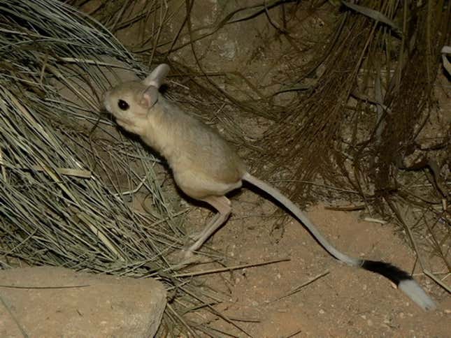 A jerboa