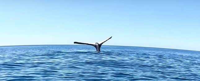 ¿Es posible que una ballena quede congelada con la cola en el aire?
