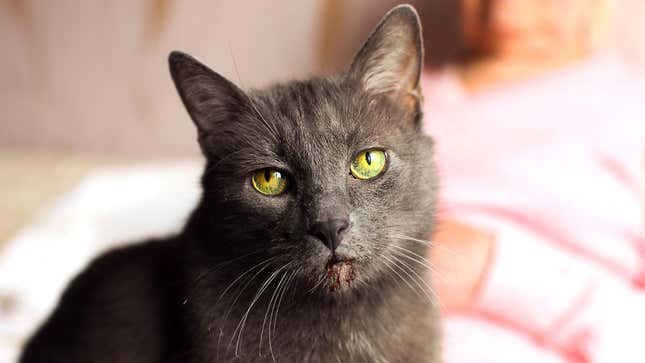 Image for article titled Things All Cats Do That Prove They Are Psychopaths