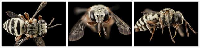 Angel Bee, 3 views.