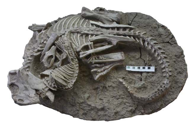 Das bemerkenswerte Fossil zeigt ein Säugetier, das einen Dinosaurier jagt.