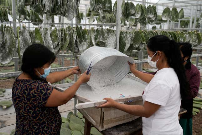 Garcia family members, Araceli, from left, and Galdina, pour harvested female insects known as Dactylopius coccus onto a sifter, in their greenhouse in San Francisco Tepeyacac, east of Mexico City, Thursday, Aug. 24, 2023. Centuries before the Spaniards arrived the Mixtecs of Oaxaca developed the method the Garcias use to obtain carminic acid from the tiny insects that is used to produce cochineal dye, an intense, natural red pigment. (AP Photo/Eduardo Verdugo)
