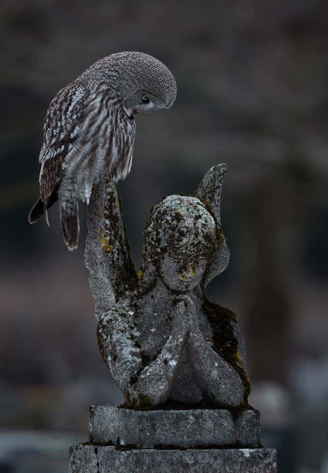 A great grey owl peering an angel statue in a cemetery.