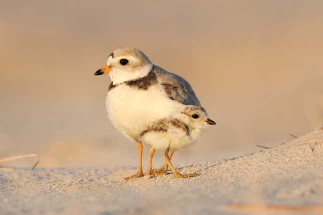 Image for article titled Photos: The beautiful birds that may soon be lost to climate change