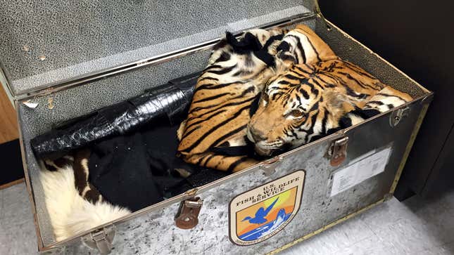 A crate of animal skins.