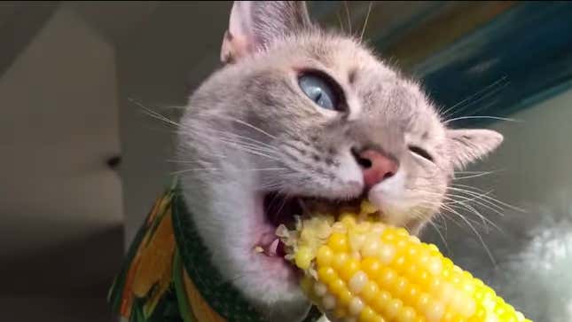 the-cats-are-eating-corn