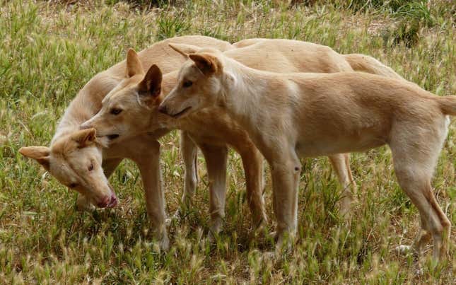 Image for article titled Why do dogs have such short lives?