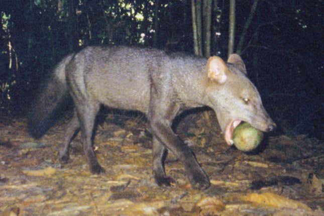 A wild short-eared dog carrying a pouteria fruit.