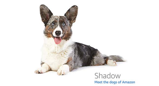 Image for article titled Amazon's Error Dogs, Ranked