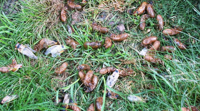 Image for article titled Just Like Us, Billions of Cicadas Are Ready to Emerge for Giant Bug Orgy