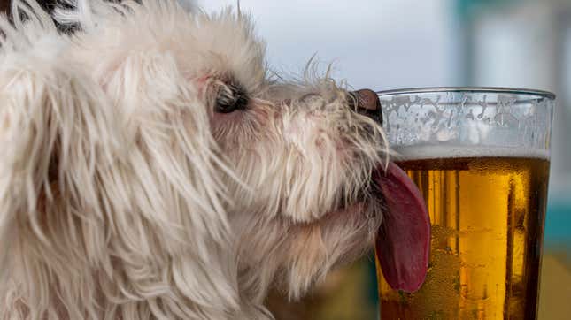 Image for article titled Busch unveils “foster a dog, get free beer” promotion