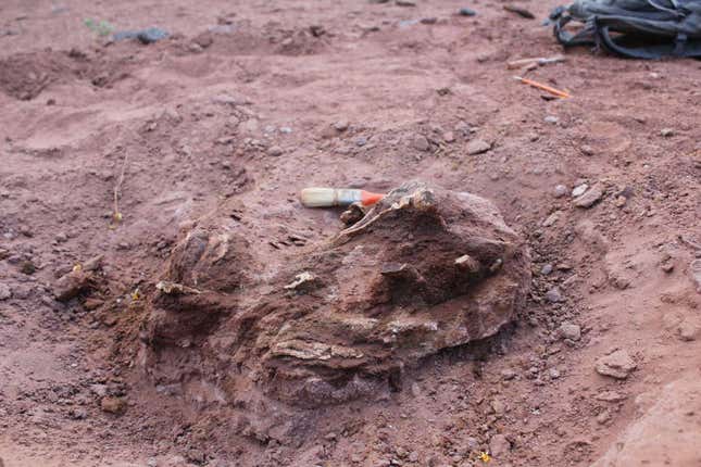 El fósil de dinosaurio surgió de la tierra en el oeste de Argentina.