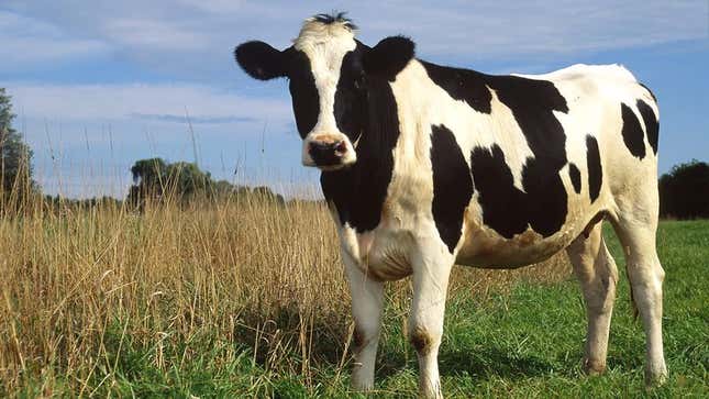 Image for article titled Cow Excited To Freak The Fuck Out During Solar Eclipse