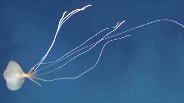One of five bigfin squid spotted of the southern coast of Australia. 